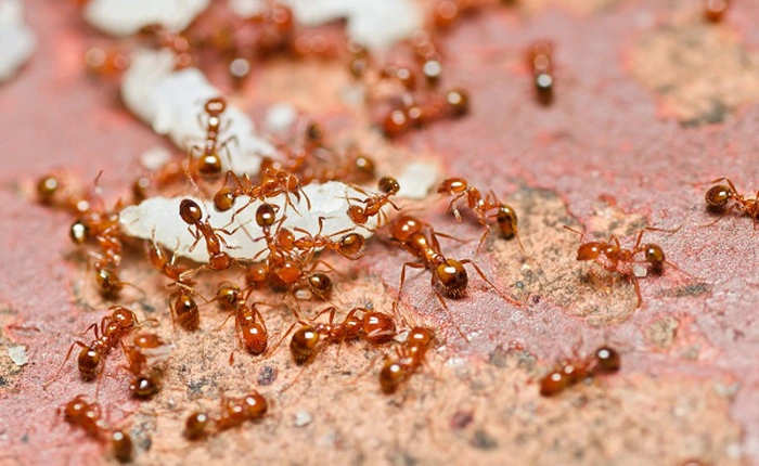 Phát hiện ra vật liệu siêu bền từ kiến lửa