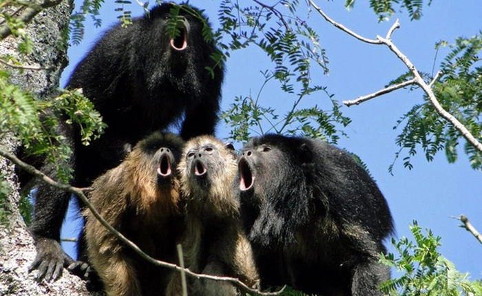 Sự thật khó tin về kích thước "quả bóng" của loài khỉ rú