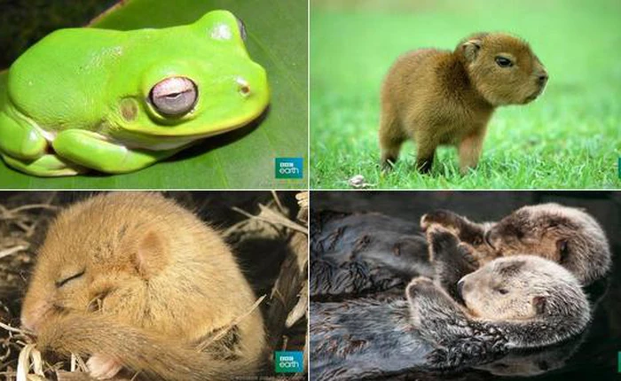 Mạng xã hội dậy sóng với trào lưu #Cuteoff