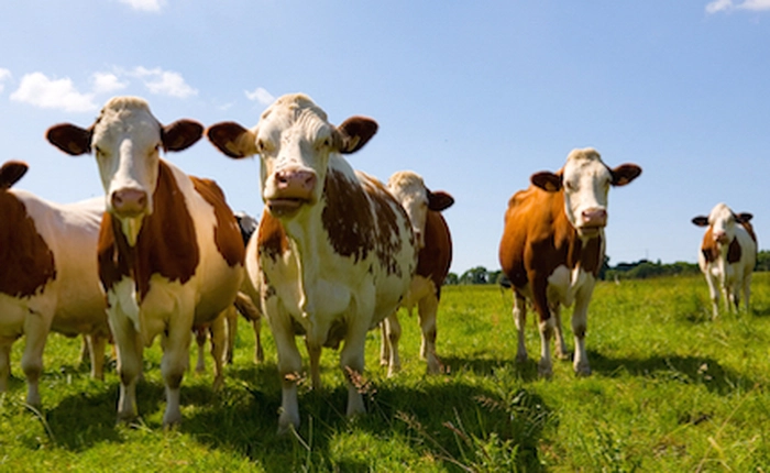 Choáng với phương pháp nuôi bò bằng nam châm