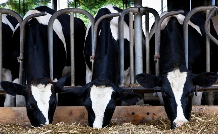 Chất thải hàng ngày của một trang trại chăn nuôi có thể cung cấp điện cho 1000 hộ gia đình