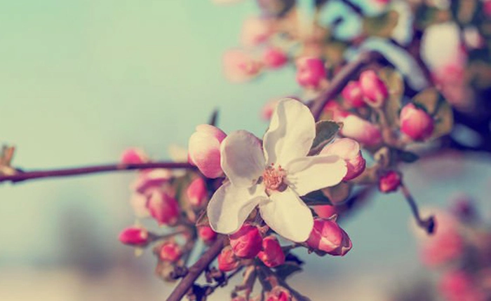 Mùa xuân sẽ đến sớm hơn 1 tháng vào năm 2100