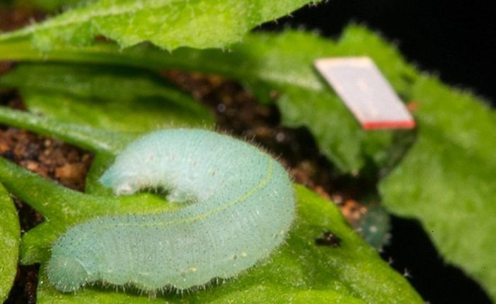 Thực vật có thể cảm nhận được việc chúng đang bị ăn