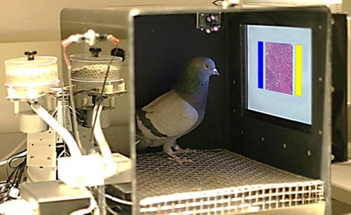 Chim bồ câu được huấn luyện để chuẩn đoán ung thư vú