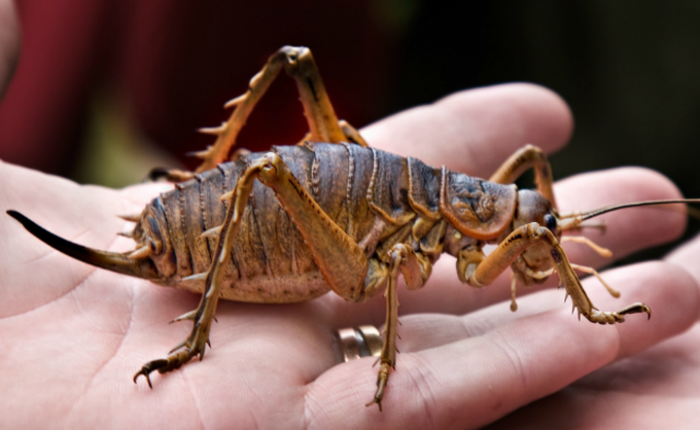Dế Weta - loài côn trùng nặng hơn cả con chuột