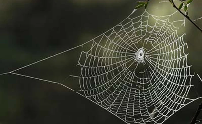 [Video] Người ta thu hoạch tơ nhện như thế nào?
