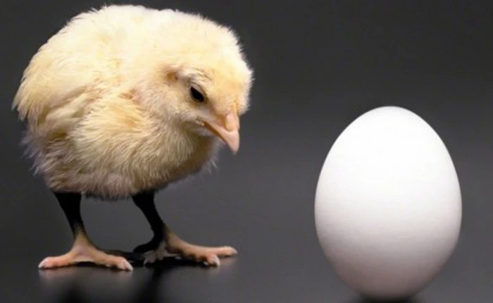 Đã có lời giải cho bài toán gà hay trứng gà có trước