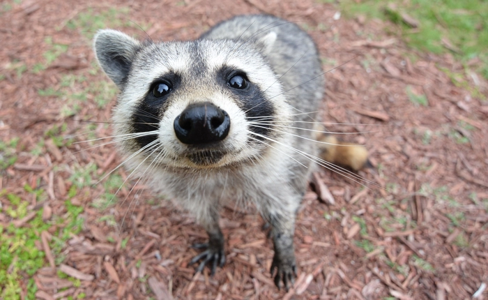 Gấu mèo “đột nhập” trạm biến áp làm mất điện diện rộng tại Mỹ