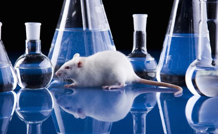 Thành tựu đột phá của khoa học ứng dụng: Chuột thí nghiệm thu nhỏ, nhìn xuyên thấu và phát sáng màu xanh