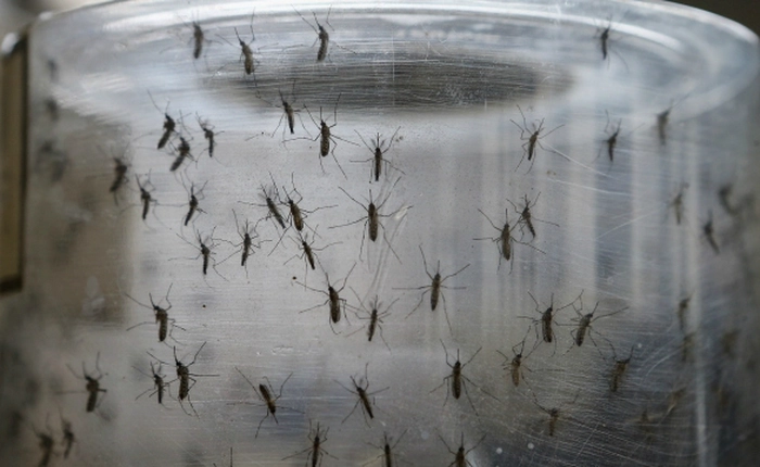 Không chỉ gây bệnh đầu nhỏ ở trẻ sơ sinh, Zika còn gây tổn hại não người lớn!