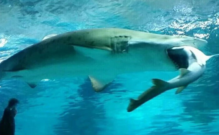 [Video] Xem cá mập cái nuốt chửng con đực tại Hàn Quốc