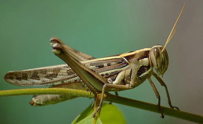 [Video] Chú robot sẽ cứu sống chúng ta nếu tương lai thế giới là một cuộc đại chiến