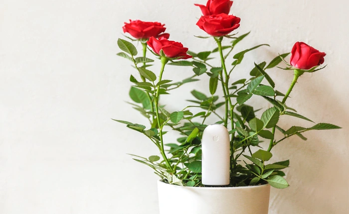 Thiết bị làm vườn đầu tiên của Xiaomi có giá 170.000 đồng