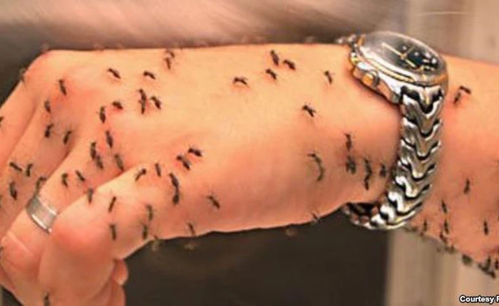 Hướng dẫn làm bẫy muỗi siêu đơn giản từ chai nhựa, bớt nỗi lo Zika