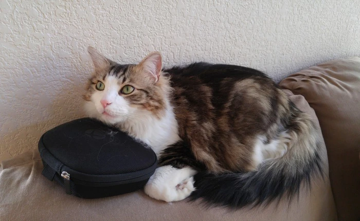 Tôi đã “đè bẹp” chú mèo của mình khi đang chơi game thực tế ảo