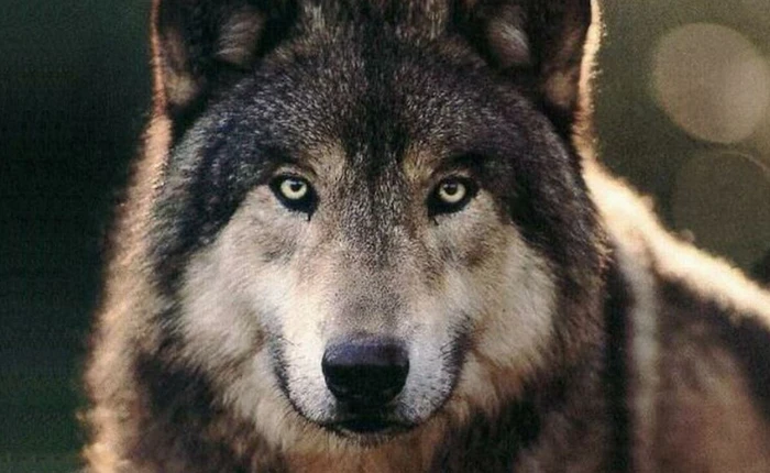 Vì sao Jack Ma thuyết phục hãng game theo “văn hóa loài sói”?