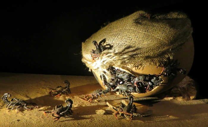 10 loại vũ khí côn trùng kinh dị từng được sử dụng trong chiến tranh