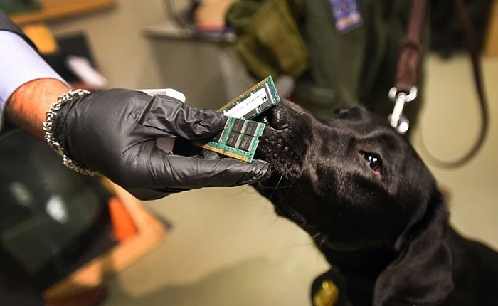 FBI tuyên bố huấn luyện chó ngửi mùi USB thành công, bắt được tội phạm