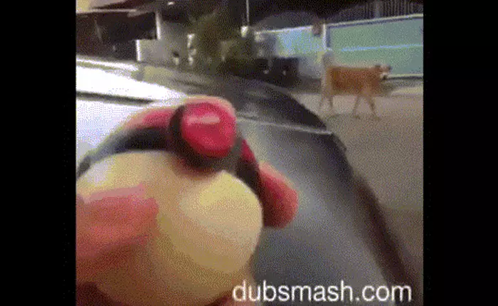 24 giờ trải nghiệm Pokémon GO!: Bắt trộm Pokemon nhà hàng xóm chắc không sao đâu nhỉ?