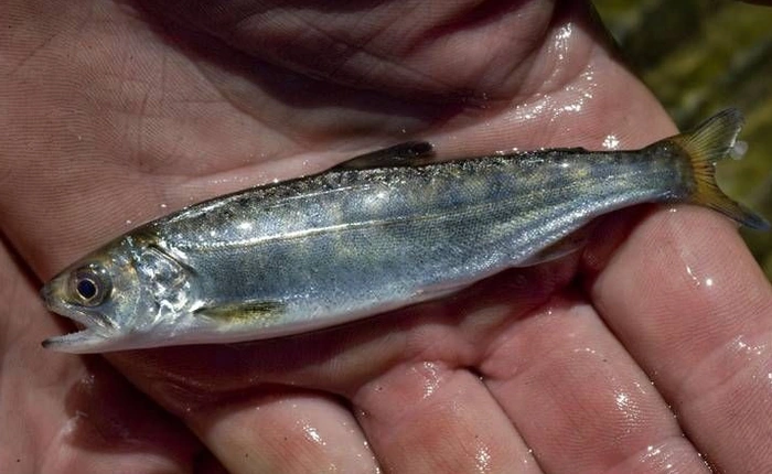 Mỹ: Phát hiện ma túy trong thịt cá hồi còn non