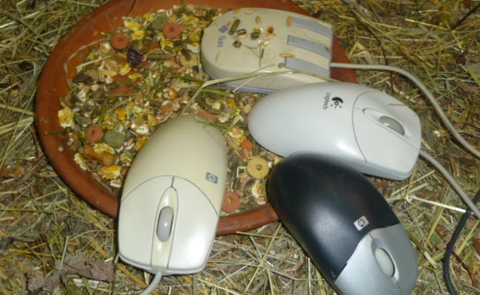 Ghé thăm khu nuôi chuột máy tính của Tổ chức Nghiên cứu Nguyên tử châu Âu