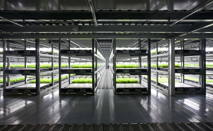 Độc đáo mô hình trang trại trồng rau tự động ở Nhật