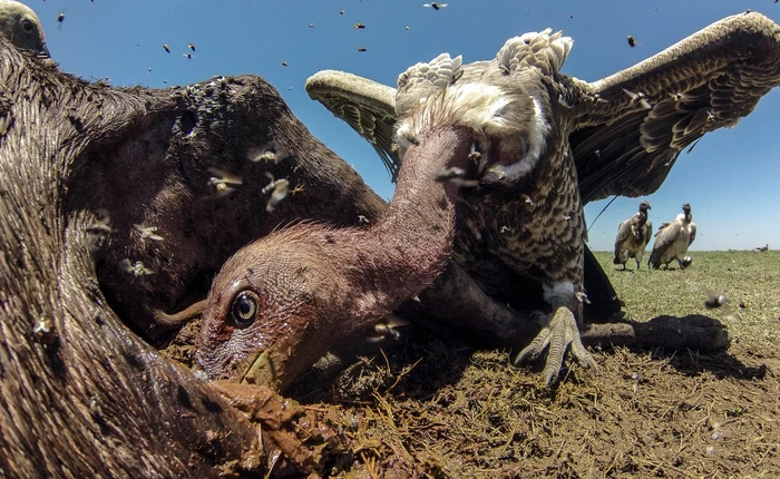 2 con kền kền Intel và NVIDIA nên xâu xé cái xác của AMD để cạnh tranh lẫn nhau