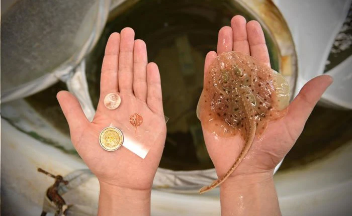 Các nhà khoa học vừa tạo ra cá đuối "cyborg" với tim của...chuột