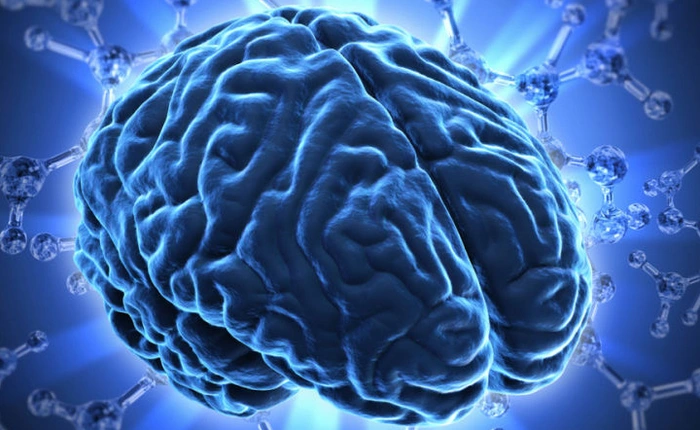 Phát hiện mạch bạch huyết chưa từng thấy trong não người