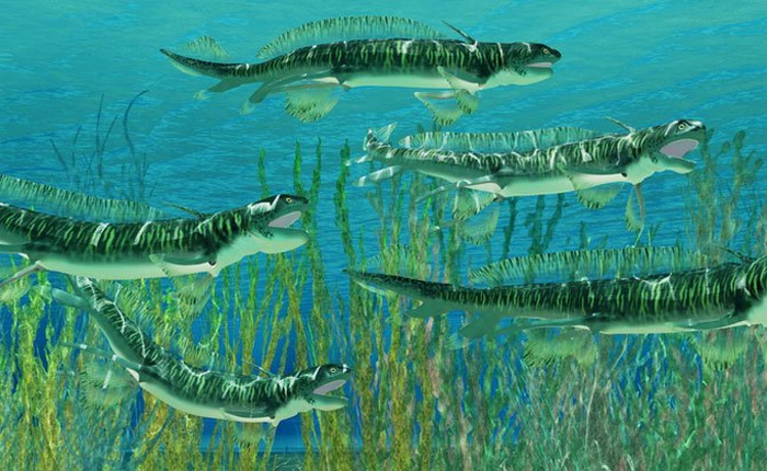 Hổ dữ cũng không ăn thịt con nhưng loài cá mập này thì hung dữ tới mức dám làm điều đó