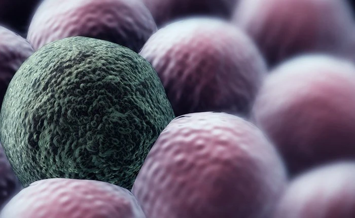 Phương pháp kỳ lạ khi chữa ung thư bằng hóa trị: để yên cho tế bào ung thư sống