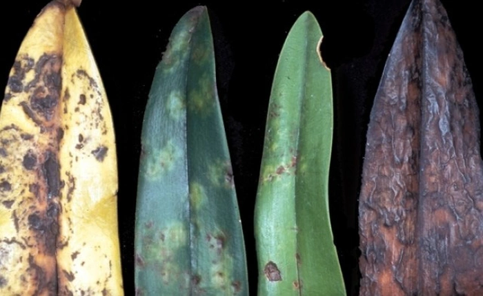 Tác dụng không ngờ của virus thực vật