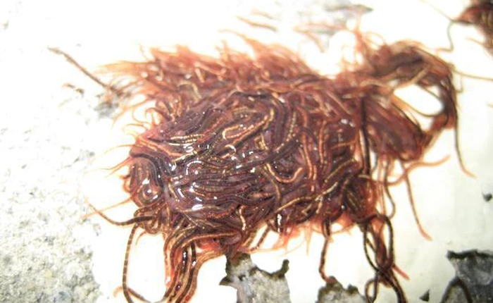 Trong hang động kinh dị này tồn tại một sinh vật làm sửng sốt các nhà khoa học