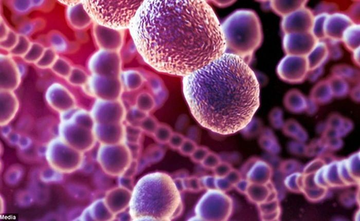 Một loại vi khuẩn sống trong cơ thể đang giúp chính bạn ngăn ngừa ung thư và béo phì