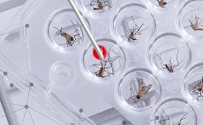 Cuộc chiến chống loài muỗi lây truyền Zika sẽ được quyết định dựa vào ý kiến người dân