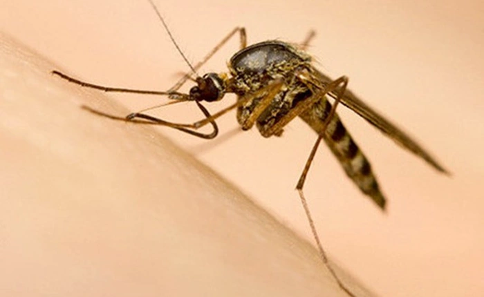 Muỗi vằn nuôi ở đảo Trí Nguyên có thể áp chế virus Zika