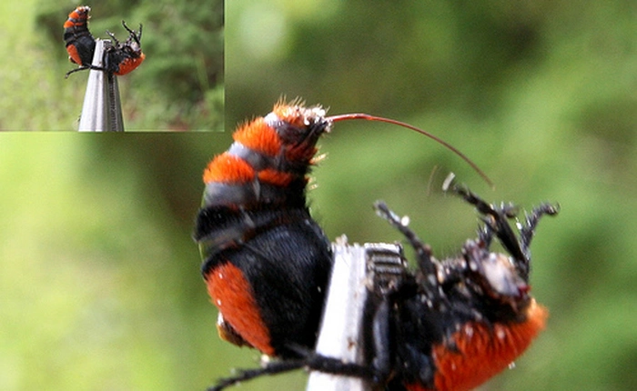 Trải nghiệm nỗi đau tê buốt đến tận cùng khi cố tình để loài "kiến" cow killer đáng sợ này đốt