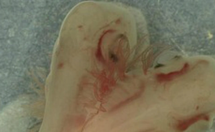 Phát hiện một phôi thai cá mập có 2 đầu đang phát triển trong phòng thí nghiệm