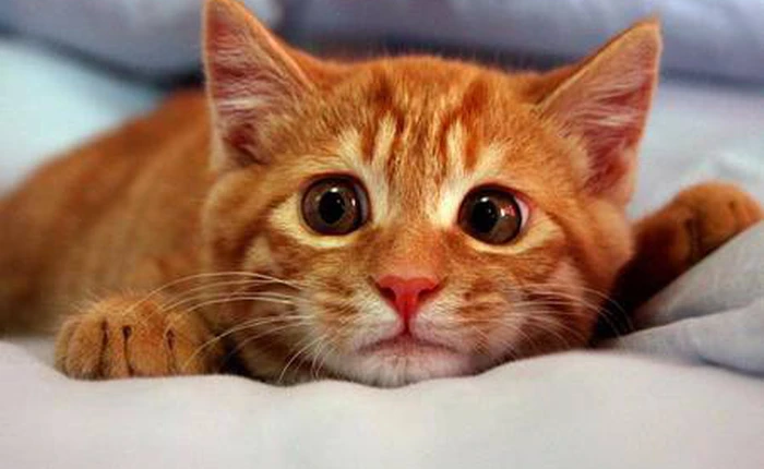 Nếu đang chán không có việc gì làm thì hãy thử ngay trang web gây nghiện này