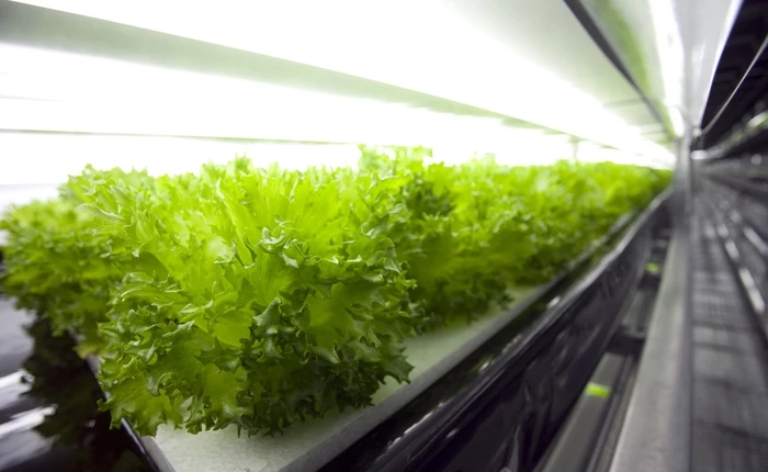 Nông dân trồng rau cũng sắp thất nghiệp, robot làm hiệu quả hơn quá nhiều