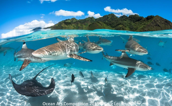 40 bức ảnh xuất sắc về chủ đề đại dương