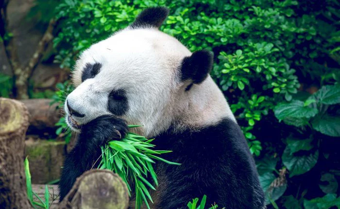 Foodpanda, ứng dụng đặt món ăn qua mạng một thời đình đám tại Việt Nam chính thức bị bán