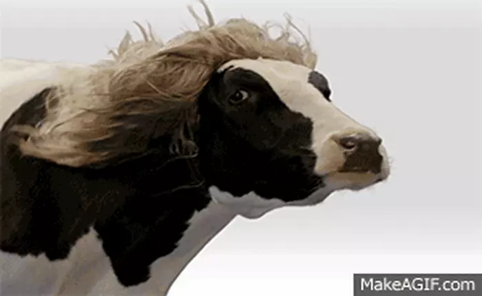 Google rất cẩn thận, che cả mặt cho bò để tránh vi phạm quyền riêng tư