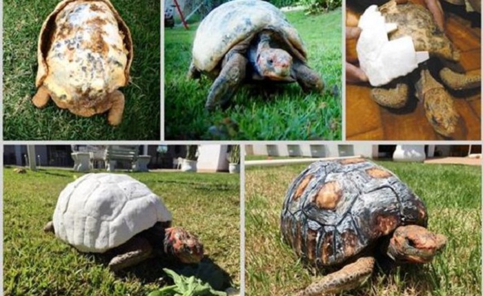 Chú rùa đầu tiên đi vào lịch sử với chiếc mai được tạo ra từ máy in 3D