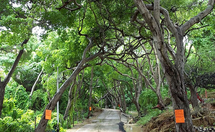 Loài cây độc đến nỗi đứng cạnh nó khi trời mưa cũng có thể bị mù