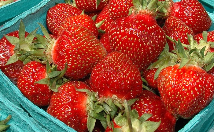 Với chất bảo quản mới này sắp tới bạn sẽ không phải lo tốn tiền điện để bảo quản hoa quả nữa