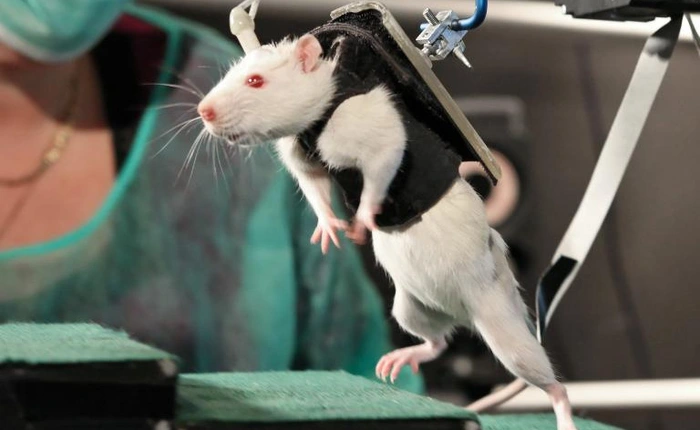 Lần đầu tiên trong lịch sử, các nhà khoa học đã tái tạo được tế bào thần kinh tủy sống