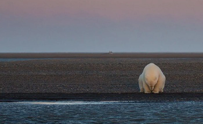 Nữ nhiếp ảnh gia lặn lội lên Bắc cực chụp ảnh gấu trắng và tuyết nhưng buồn thay, chẳng có tuyết, chỉ còn lại những hình ảnh này
