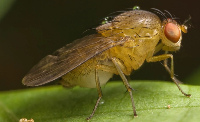 Đừng sốc khi biết sự thật này: Quá nửa cơ thể của chúng ta giống hệt... con ruồi và quả chuối