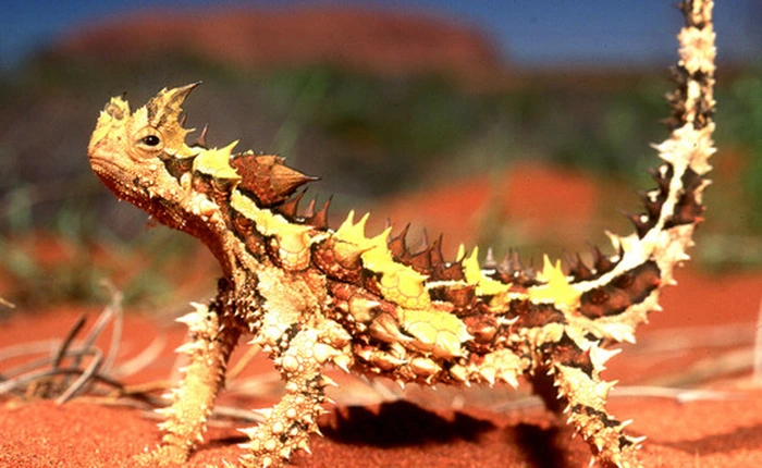 Động vật đã thích nghi với môi trường cực kỳ khắc nghiệt trên sa mạc theo cách không thể tin nổi như thế nào